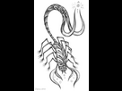 https://image.noelshack.com/fichiers/2026/08/5/1771616956-zipoushin-horned-tail-scorpion-creature-design-pencil-drawing-fantasy-vermin-black-and-white-concept-art-2026.jpg