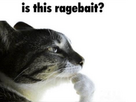 https://image.noelshack.com/fichiers/2026/10/5/1772811192-chat-is-this-ragebait.png