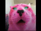 https://image.noelshack.com/fichiers/2026/10/6/1772856619-njf7opfaeimg1.jpg