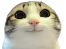 https://image.noelshack.com/fichiers/2026/13/2/1774308750-chat-regard-knifos.jpg