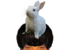 https://image.noelshack.com/fichiers/2026/15/2/1775522400-lapin.png