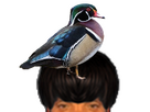 https://image.noelshack.com/fichiers/2026/15/2/1775523987-canard-branchu.png