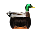 https://image.noelshack.com/fichiers/2026/15/2/1775524155-canard-colvert.png