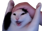https://image.noelshack.com/fichiers/2026/19/2/1777972245-chat-hype-knifos.jpg