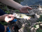 https://image.noelshack.com/fichiers/2026/19/5/1778213401-black-bass-de-25-cm-pris-au-micro-popper-condrieu-avec-colin-juin-2018-2.jpg
