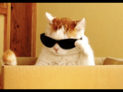 https://image.noelshack.com/fichiers/2026/24/6/1781364696-cat3.jpg