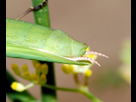 https://image.noelshack.com/fichiers/2026/33/4/1786635673-mantid-cercis.jpg