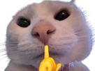 https://image.noelshack.com/fichiers/2026/37/2/1788822277-chat-chut-knifos.png