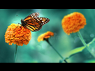 https://image.noelshack.com/fichiers/2026/41/4/1791478143-papillon-monarque-orange-et-fleurs-lumineuses-d-c3-a9t-c3-a9-dans-un-contexte-de-verdure-bleu-jardin-fey-photo-macro-artistique-167030287.jpg
